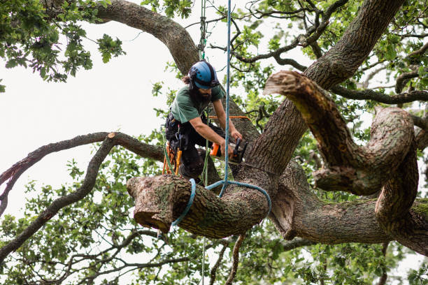 How Our Tree Care Process Works  in  Washington Court House, OH