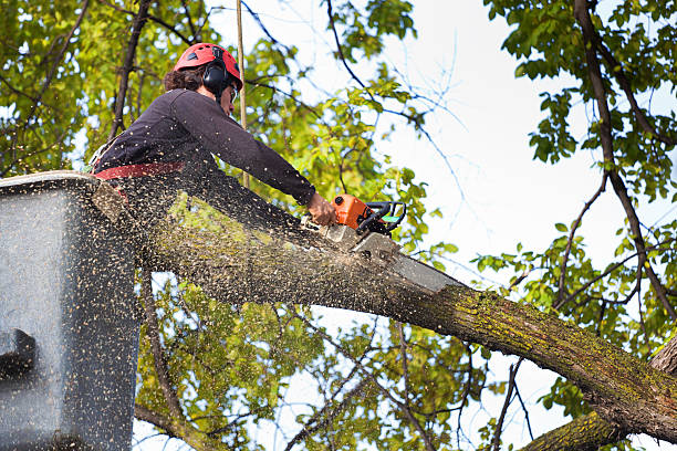  Washington Court House, OH Tree Care Pros