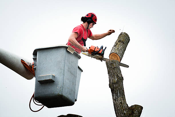 Best Tree Maintenance Programs  in Washington Court House, OH