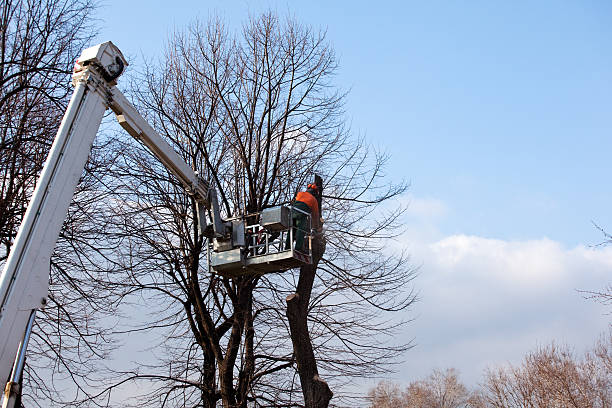 Best Fruit Tree Pruning  in Washington Court House, OH