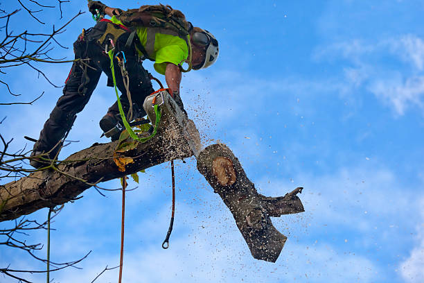 Best Tree Cabling and Bracing  in Washington Court House, OH