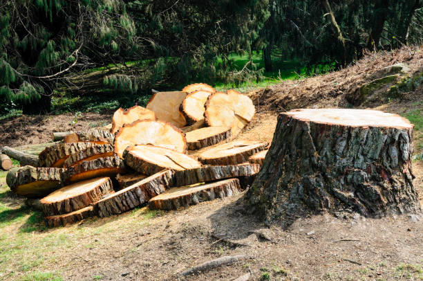 Trusted Washington Court House, OH Tree Care Experts